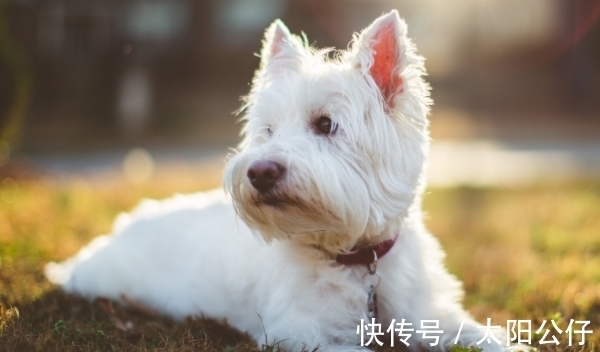 吉星|10月起，生肖狗、生肖猪、生肖猴运势如虹，吉星高照，事业一路旺