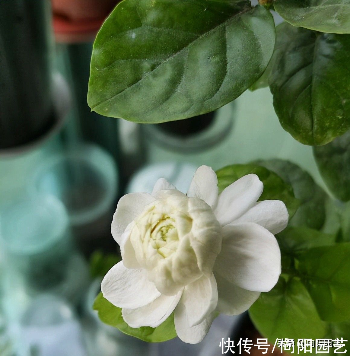 茉莉|茉莉花怎么修剪？茉莉开完花，剪剪枝条，保留养分好过冬
