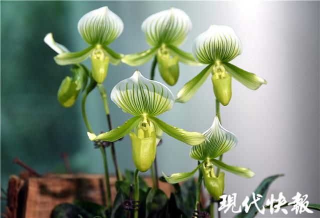 树兰、巨兰、兜兰……你见过这些神奇的兰花吗？