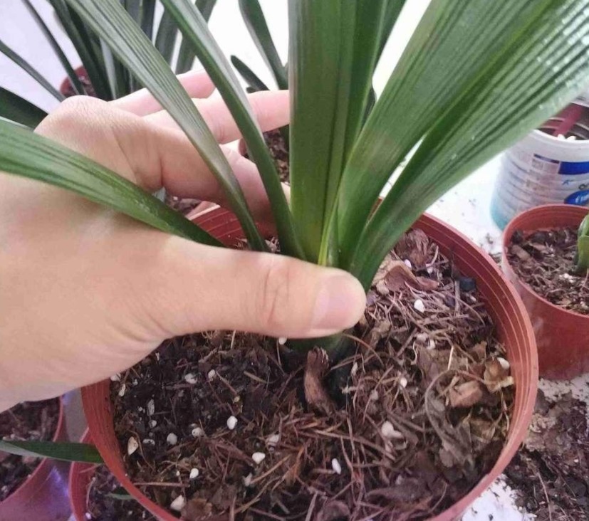 植物|磷酸二氢钾使用的8大误区,分享给爱养花的朋友