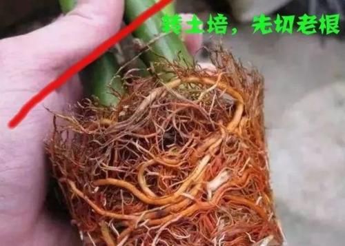 天冷水培富贵竹怕结冰、怕冻伤根部，就抓紧时间上盆土培吧！