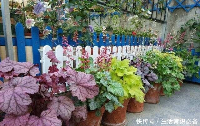 有小院子就养这4种花,花美、耐阴好养,种1棵,开花一大片!