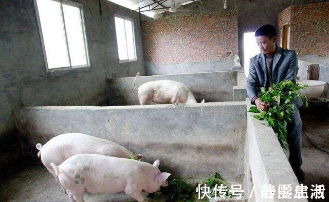 茎秆|在农村，农民都把它叫“仙草”，城里人也把它当成宝！