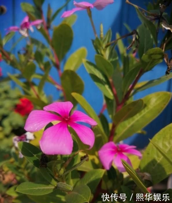 修剪|5种四季开花的植物，养一盆在家里，四季有花看