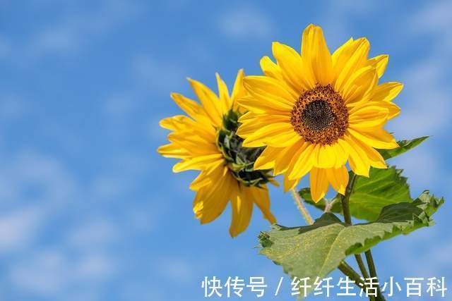 营养均衡|瘦百科：抓住全年减肥黄金期！“三伏”快速瘦身秘籍