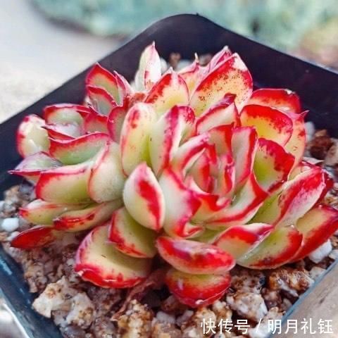 2种美得像花一样的多肉植物,隔着屏幕都能感受到它的美,真漂亮