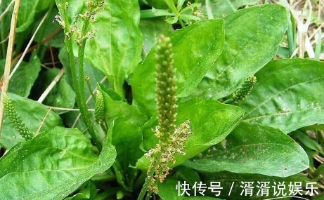 农村|农村一种野草,农民经常用来治疗感冒,城里可以卖到几十块一斤