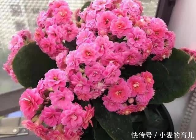 寒冬腊月，8种花开得正旺，春节养在家里春意盎然好喜庆