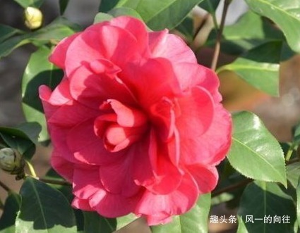 家养山茶花总是难开花学会这三个小技巧,轻松花开爆满盆