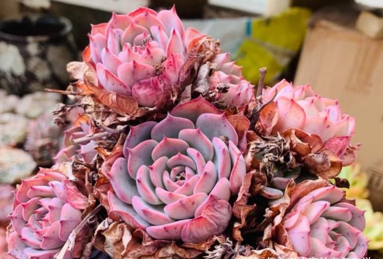 劳伦斯|多肉劳伦斯非大型多肉品种,夏季养护不能过度暴晒,要不然会出事