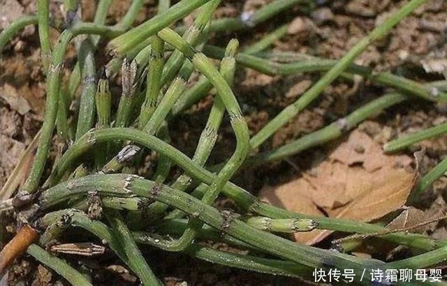 节节草|墙角下,有1种“节节草”很旺盛,挖10棵种起来,变盆栽、珍贵!