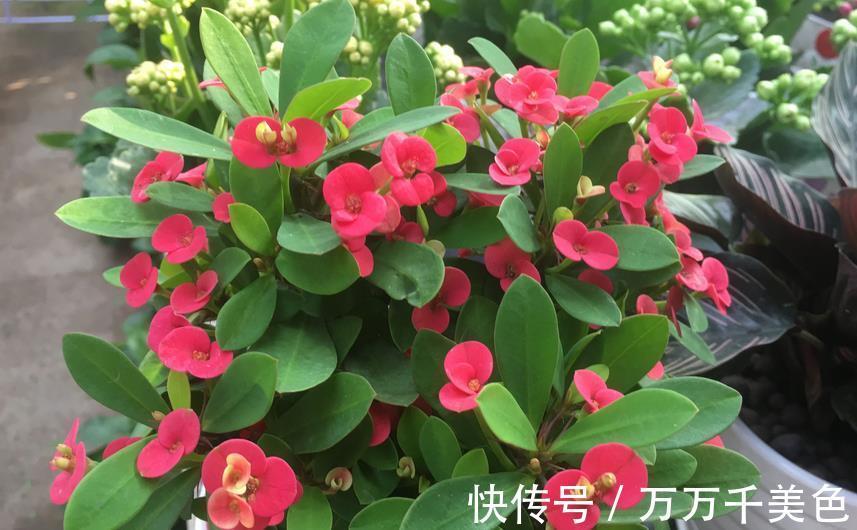 枝叶|这4方面养护到位,虎刺梅才不出问题,枝叶茂盛,到了花期就开花