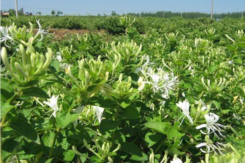 老中医|老中医都爱此花,价值珍贵,可清热解毒,还可泡茶喝,值得拥有