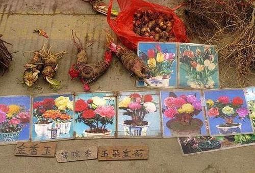 花市看到这4种花再喜欢也别买，买回来就是花钱给自己添麻烦