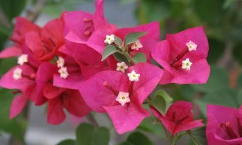 三角梅爆盆的养护技巧,几点是关键,春天早早就开花