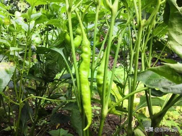 宝妈|猪身上这两样,比猪肉香,不燥润肺睡眠好,秋季尤其要做给家人吃