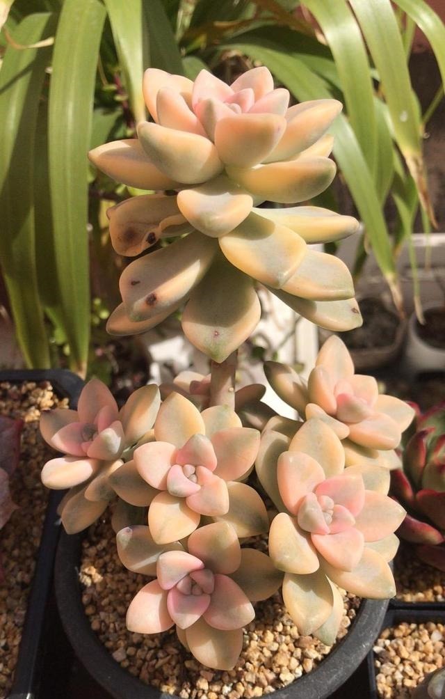 羞红|秋风轻吻,多肉,羞红了脸颊