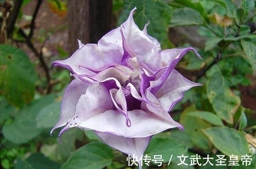 盘点世界上那些奇花异草,能认识3种就算是见多识广了!(一)