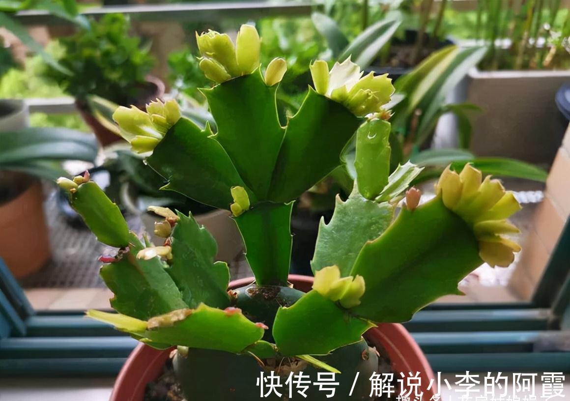 蟹爪兰“嫁”给它,层层叠叠的造型太漂亮,到了花期,开满了花