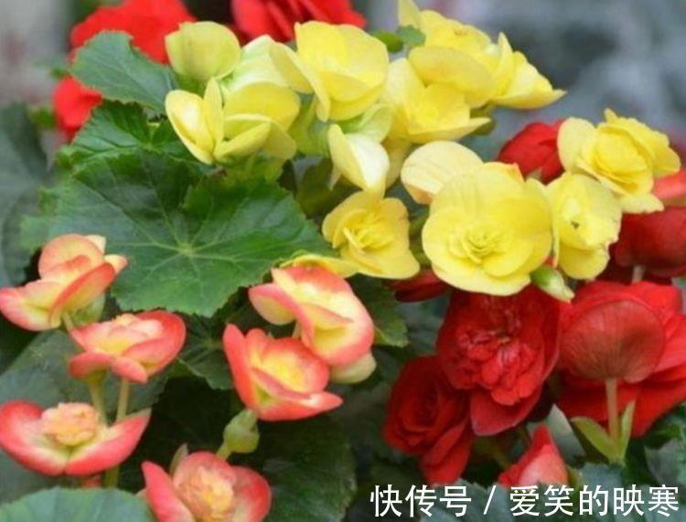 打理|家里阳台必养此款花卉,耐寒易打理,美观又大气,花色艳丽