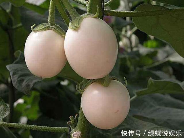 盆里长出白鸡蛋,个头不大味道却美,阳台就能种几盆