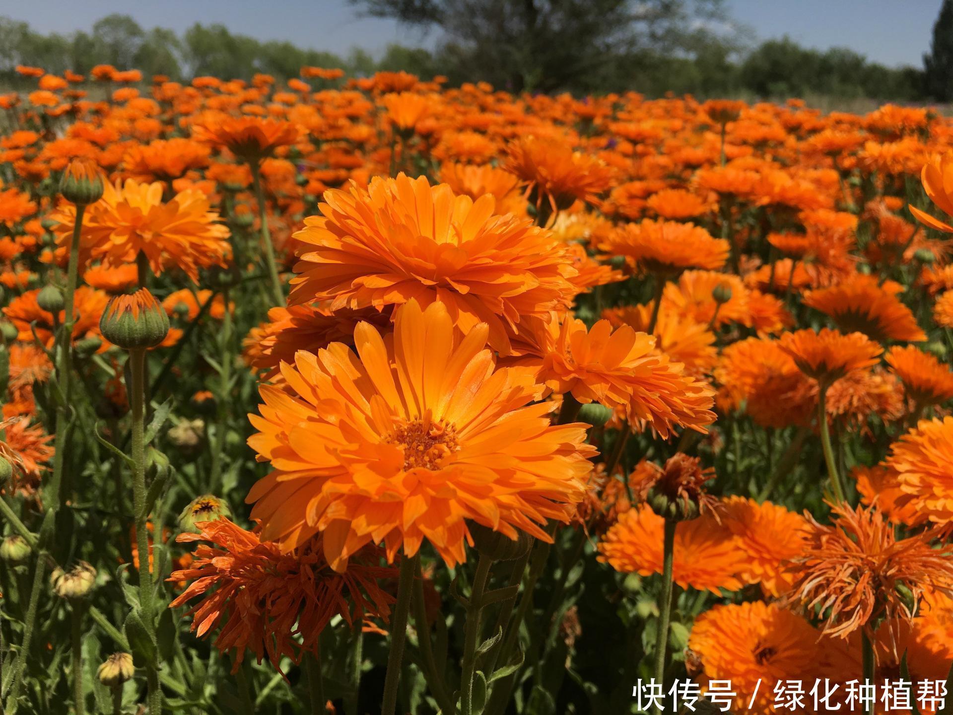 金盏菊，是一种药材，还是一种食材，更是赏花界一道靓丽的风景线