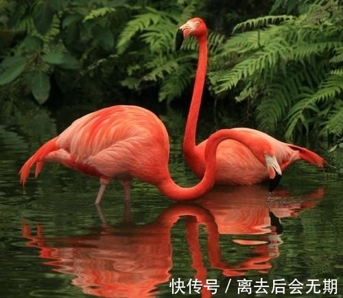 火烈鸟|9条奇葩冷知识,有趣又好玩,每日增长有趣的知识