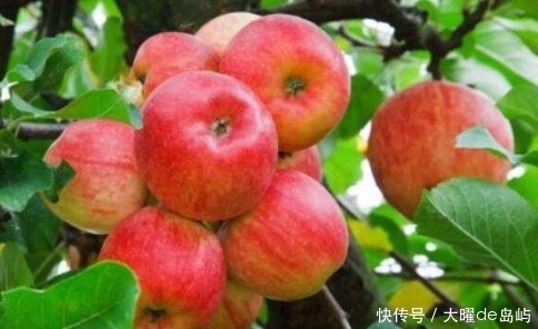 远离|每日一苹果,医生远离我,但苹果真的能防病吗?吃苹果应注意2点