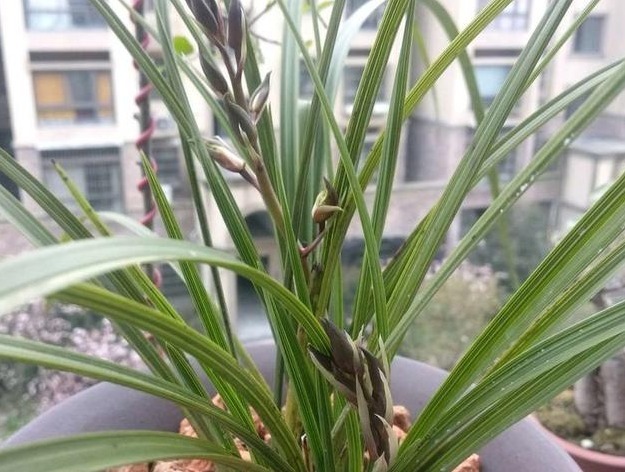 兰花长得慢，1种“果皮”用一用，加上“营养水”，爆盆不停！