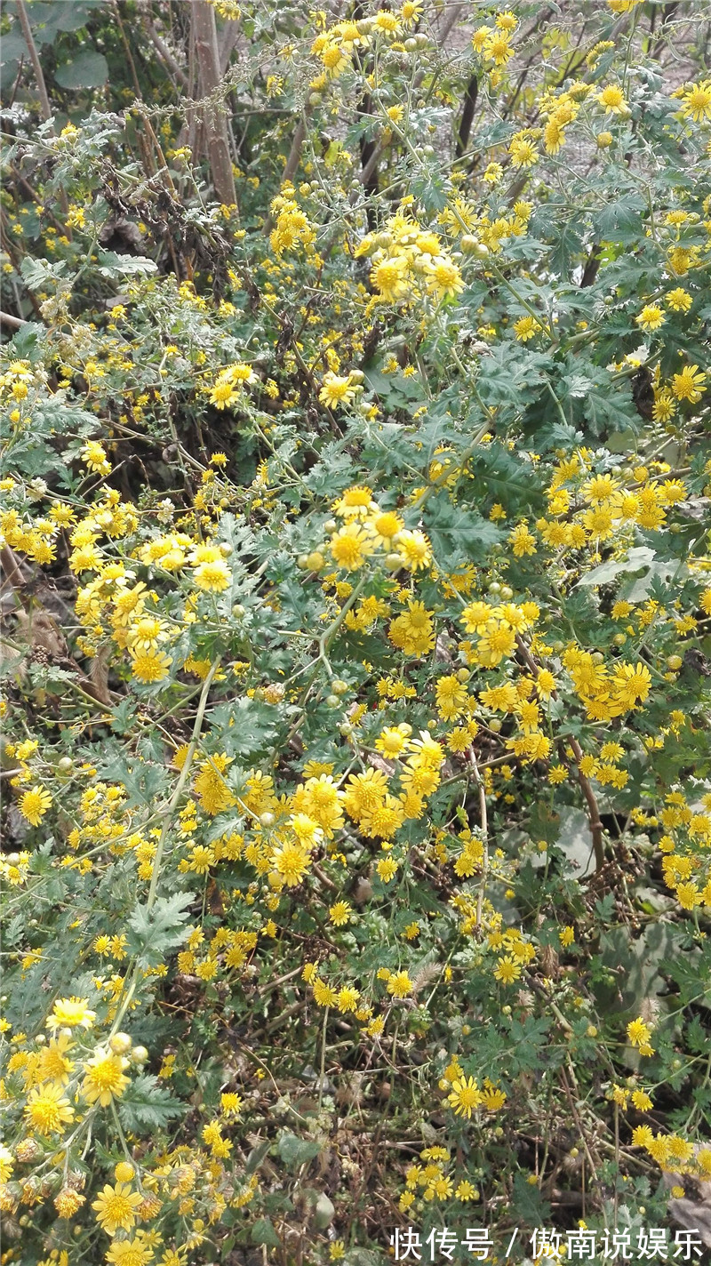 心脑血管|在路边看到这种花，一定要弄回去，不止自己可以吃，还可以卖钱！