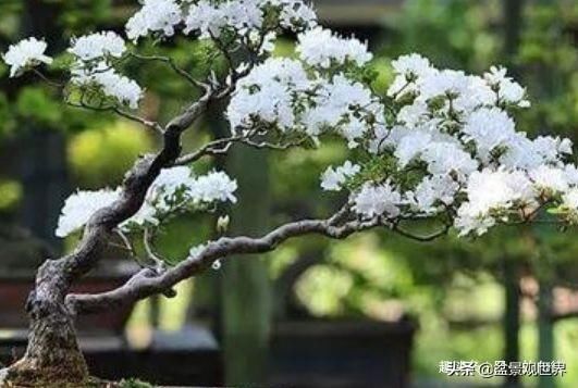 植物|这三种植物最适合做“盆景”，高端上档次，有钱人的最爱