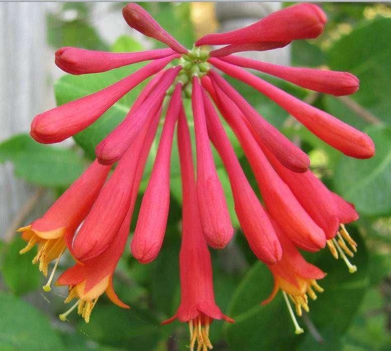 不抽烟不喝酒，也要种此花，比牡丹还美，花开220天不落，易成活