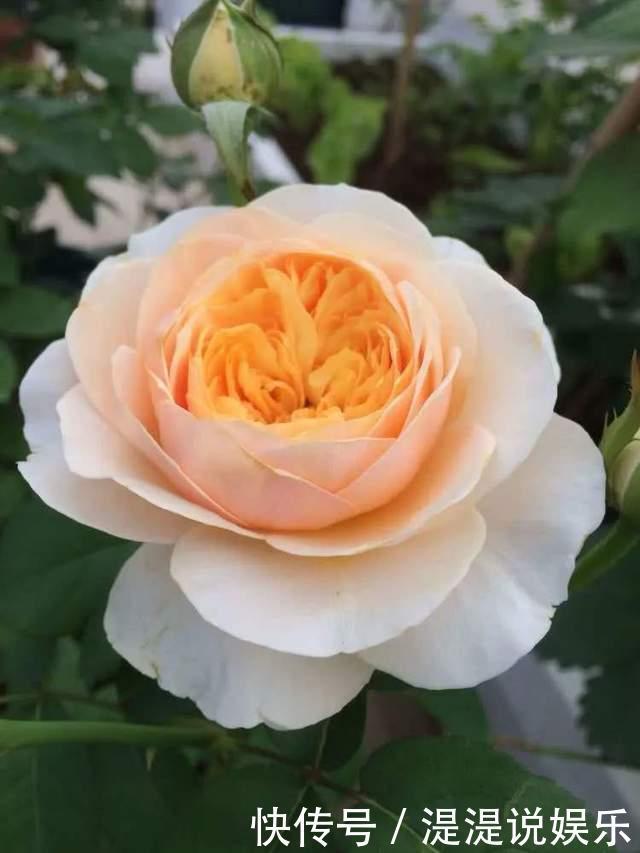 世界上最贵的6种花,植物界的“无价之花”,看看你认识几种