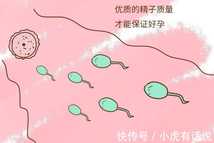 女性|生男生女，其实取决于女性！女人的卵子对男人的精子有选择权！