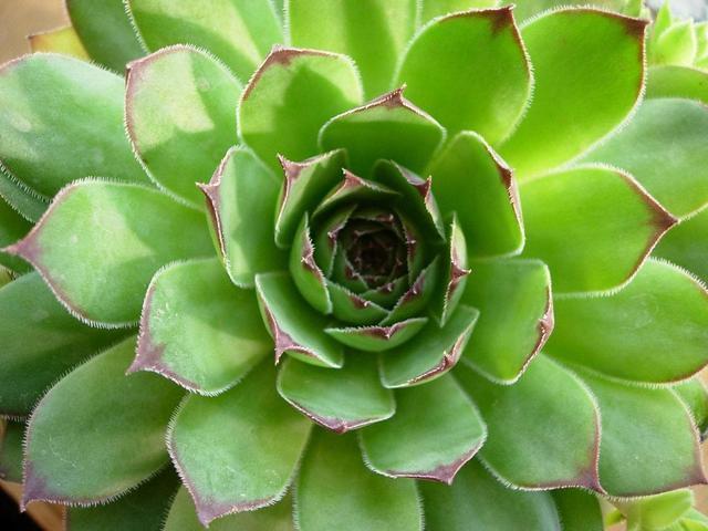 观音莲多肉叶片饱满有个性，想要养出“爆盆”感，这几招别错过