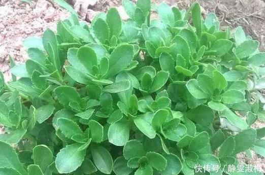 心菜|乡下常见的野菜,被称作“金不换”,城里人想吃都买不到!