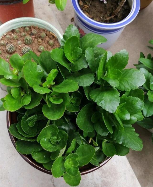 扦插长寿花,喂上2种肥,飞快长成小老桩,阳台开成小花树