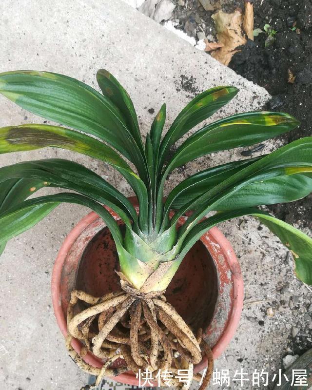 秋天|秋天养君子兰,牢记3多1少,60天冒出长剑叶,入冬花朵鲜艳