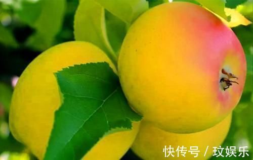 黄苹果|女性到了中年可以多吃3种食物,补充营养,滋润肌肤,好吃又健康