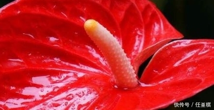 空气湿度|想要红掌生长旺盛?农村大爷教你3招,花蹭蹭的开,想不爆盆都难