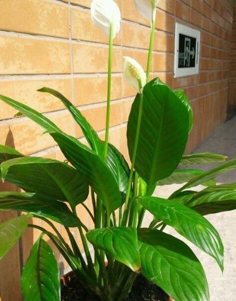 养文竹|6月后,7种花要远离阳台,不然“黄叶”没商量