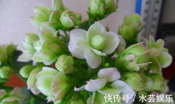 绿巴黎|最有仙气的花卉,号称爆盆小能手,花名浪漫,花色珍稀,四季开花