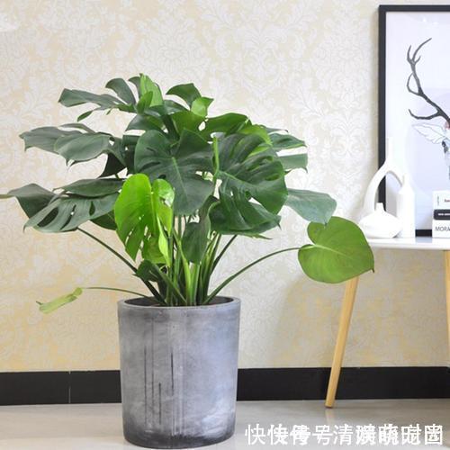 这5种花,漂亮又好养,放卧室客厅都合适,还能净化空气,很实用