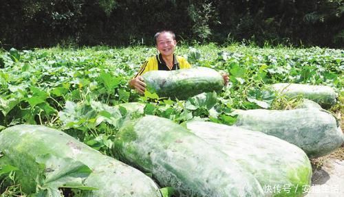 小米|长寿第一豆,第一瓜,第一汤,第一粥,我们一起了解下吧