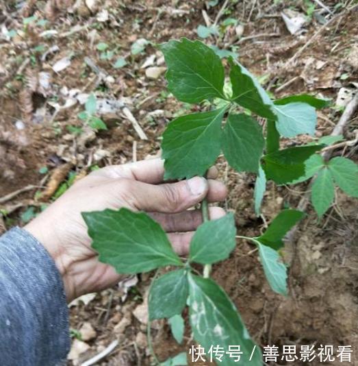 四叶参|大山里的“野萝卜”,看到是福气,很珍贵,不要一次挖完,需保护