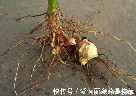 姜不辣|本是入侵物种,却成了“救荒粮”,种1次管10年,现在被嫌弃