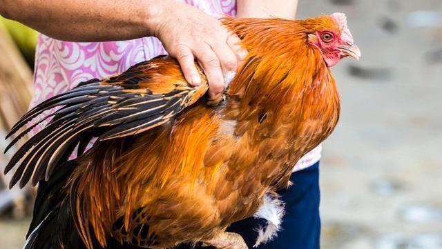 动物内脏|请立即停止食用这6种肉食,堪称重金属的“温床”,管住嘴就是赢