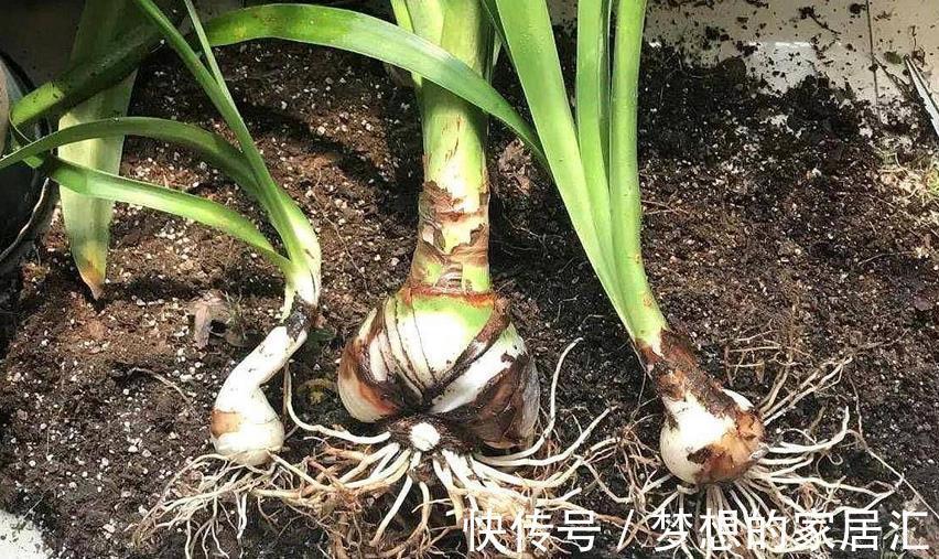 生根剂|生根剂的3种替代品,秋季养花少不了