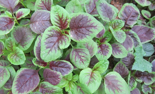 毛豆|三伏天爱流汗，别光喝水，6种食物含“钾”高要多吃，安稳过夏天