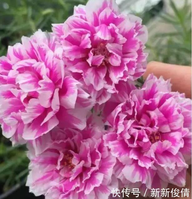 爆盆|有钱人都养4种花,开花爆盆花期长,花大色艳真漂亮,谁养谁上瘾